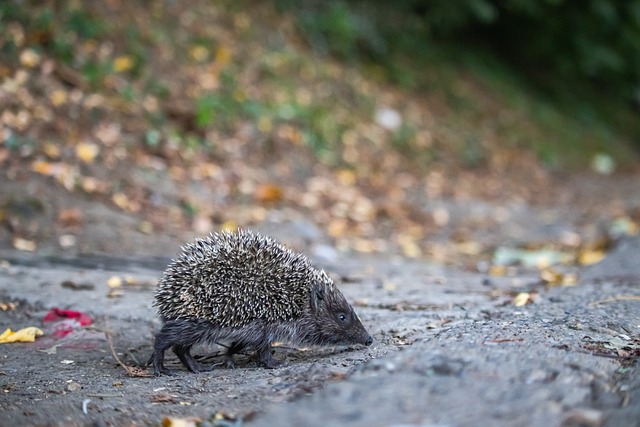 2023澳新女足世界杯五位值得關註球員！.